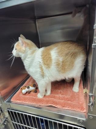 Enlarge Tito, a Adoptable mixed breed in Fergus Falls, MN image 2/3