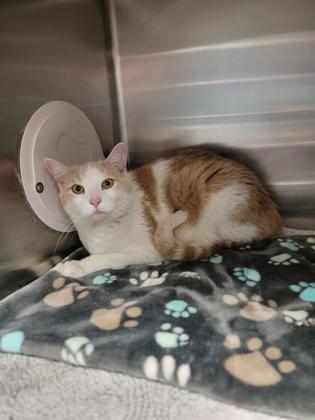 Enlarge Tito, a Adoptable mixed breed in Fergus Falls, MN image 3/3