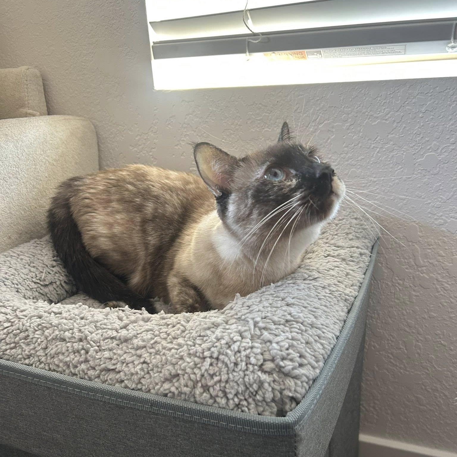 Enlarge Nebula, an adopted mixed breed in Queen Creek, AZ image 5/5