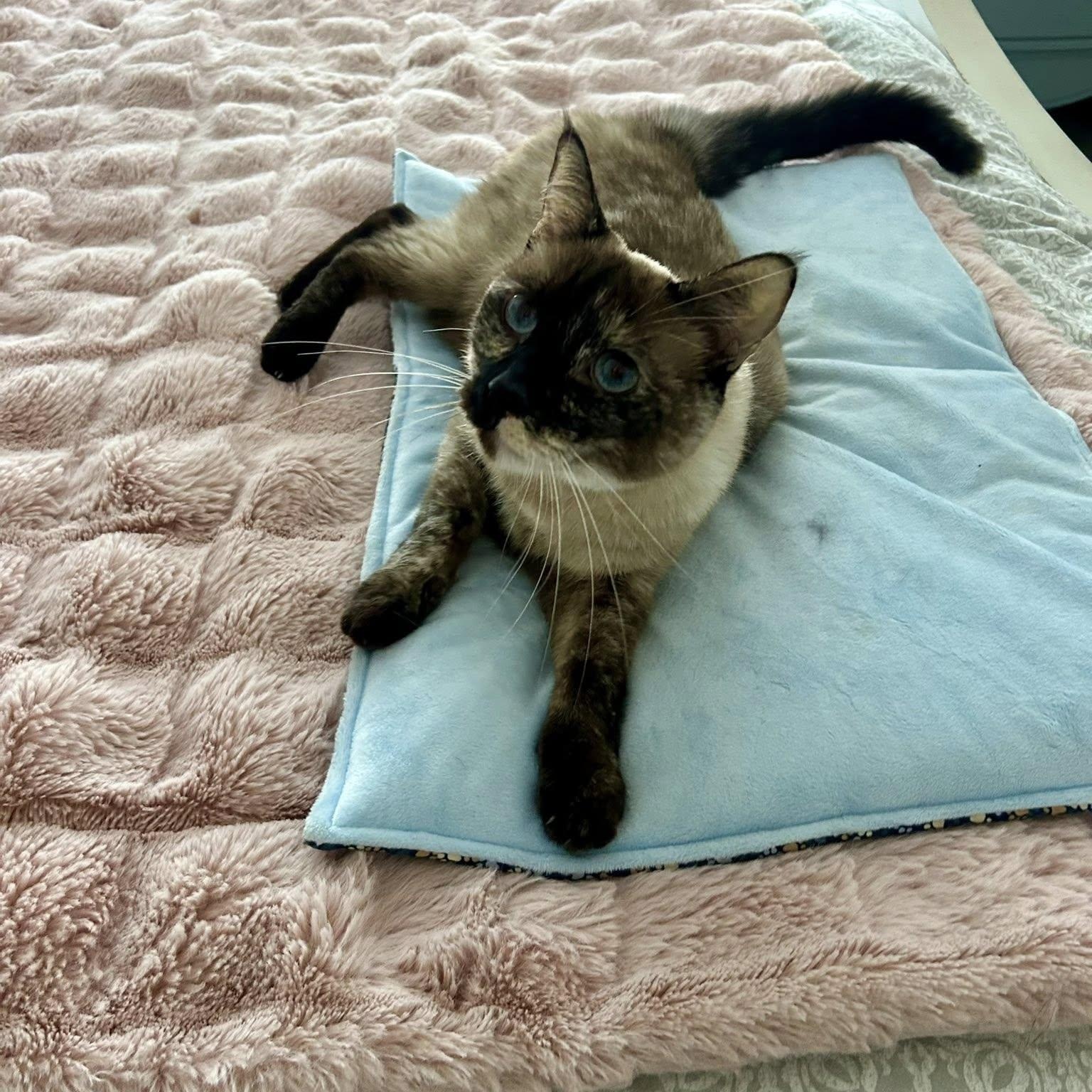 Enlarge Nebula, an adopted mixed breed in Queen Creek, AZ image 2/5