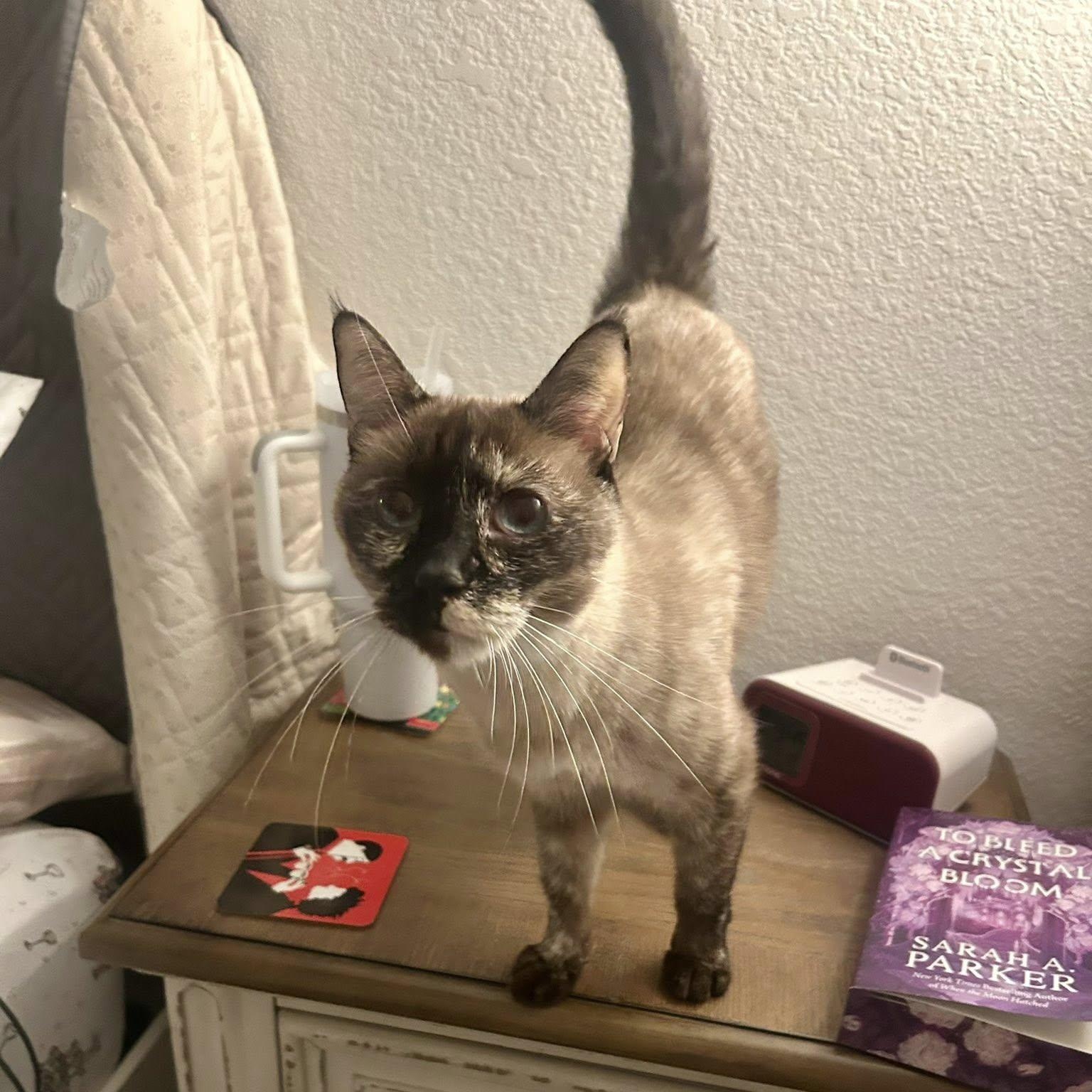 Enlarge Nebula, an adopted mixed breed in Queen Creek, AZ image 4/5