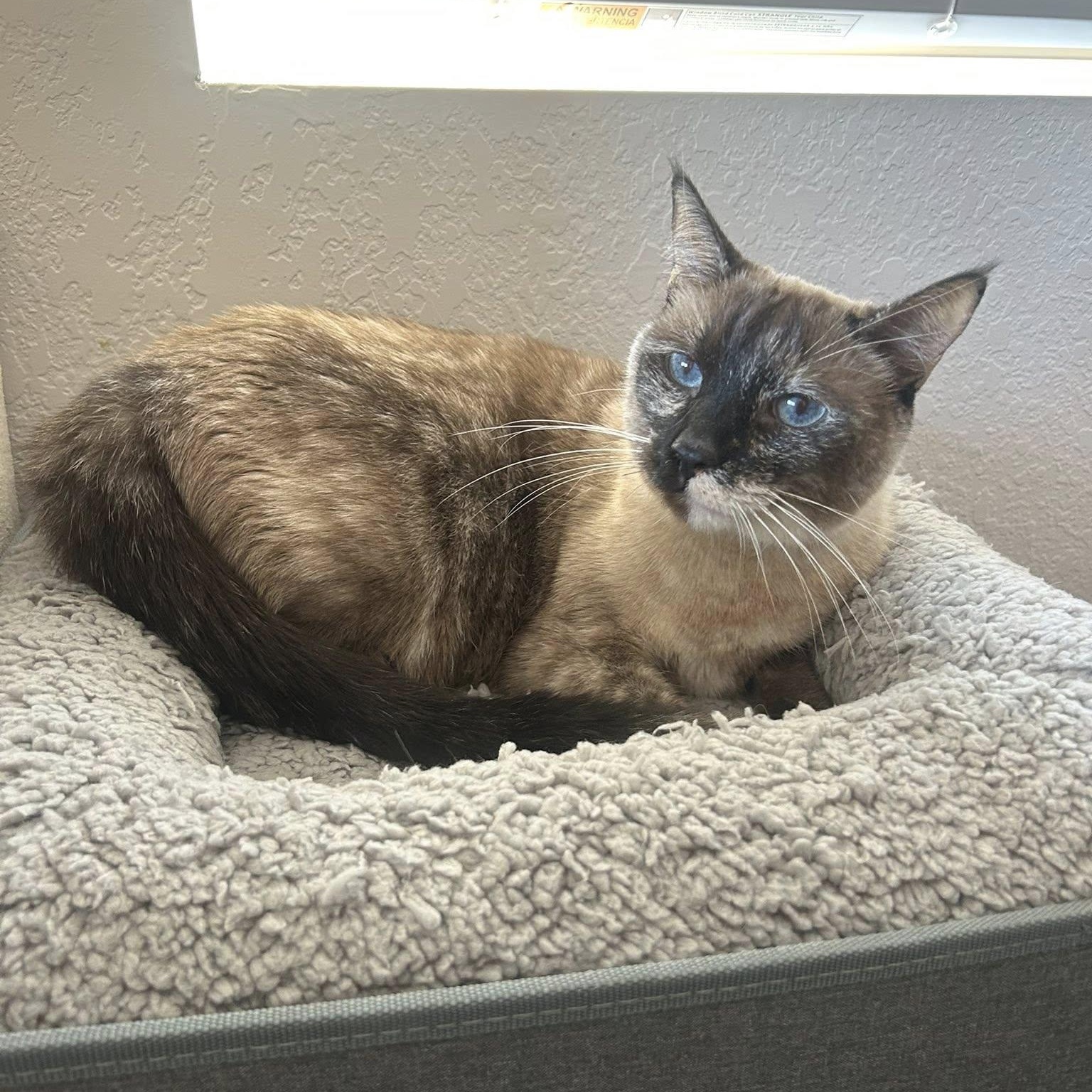 Enlarge Nebula, an adopted mixed breed in Queen Creek, AZ image 1/5