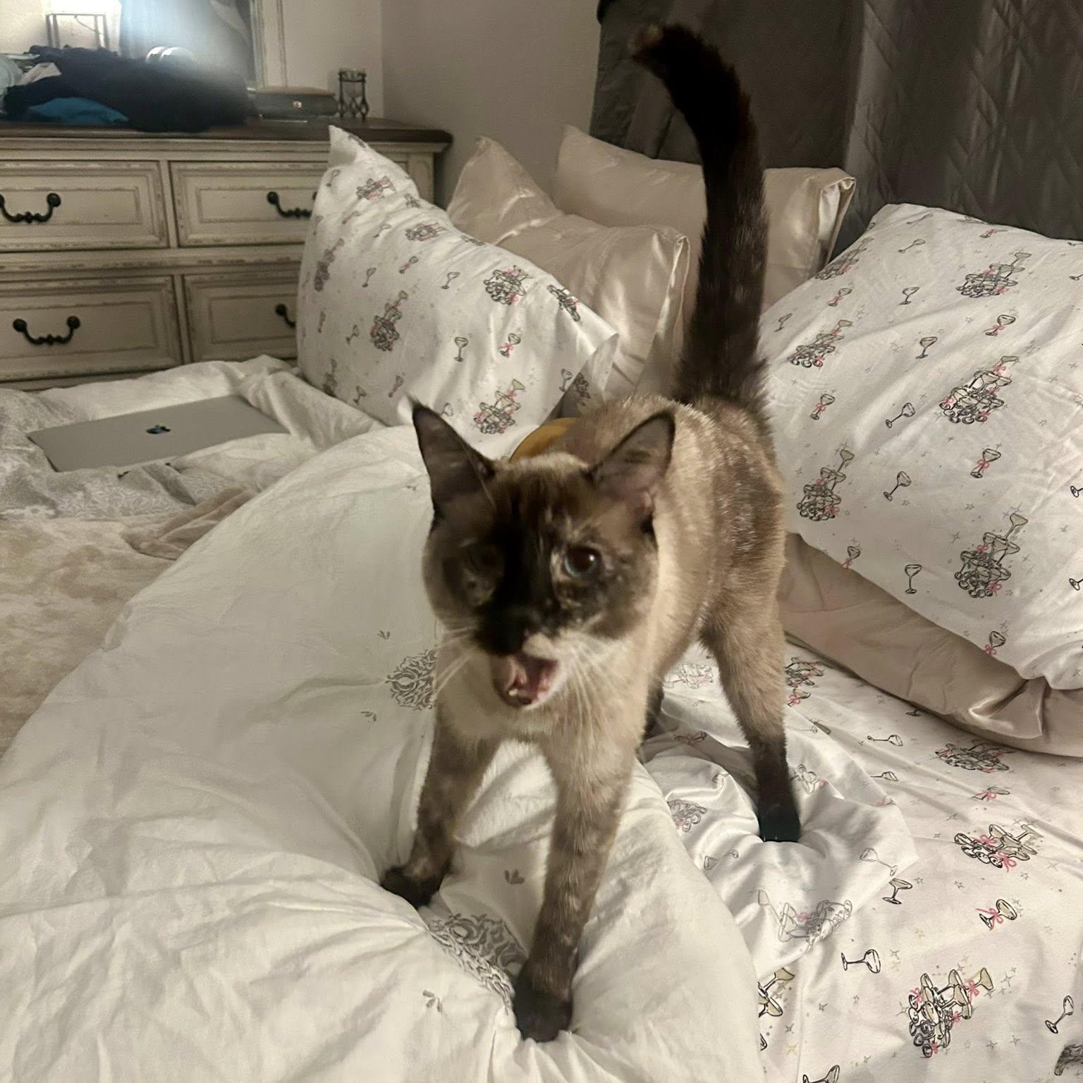 Enlarge Nebula, an adopted mixed breed in Queen Creek, AZ image 3/5