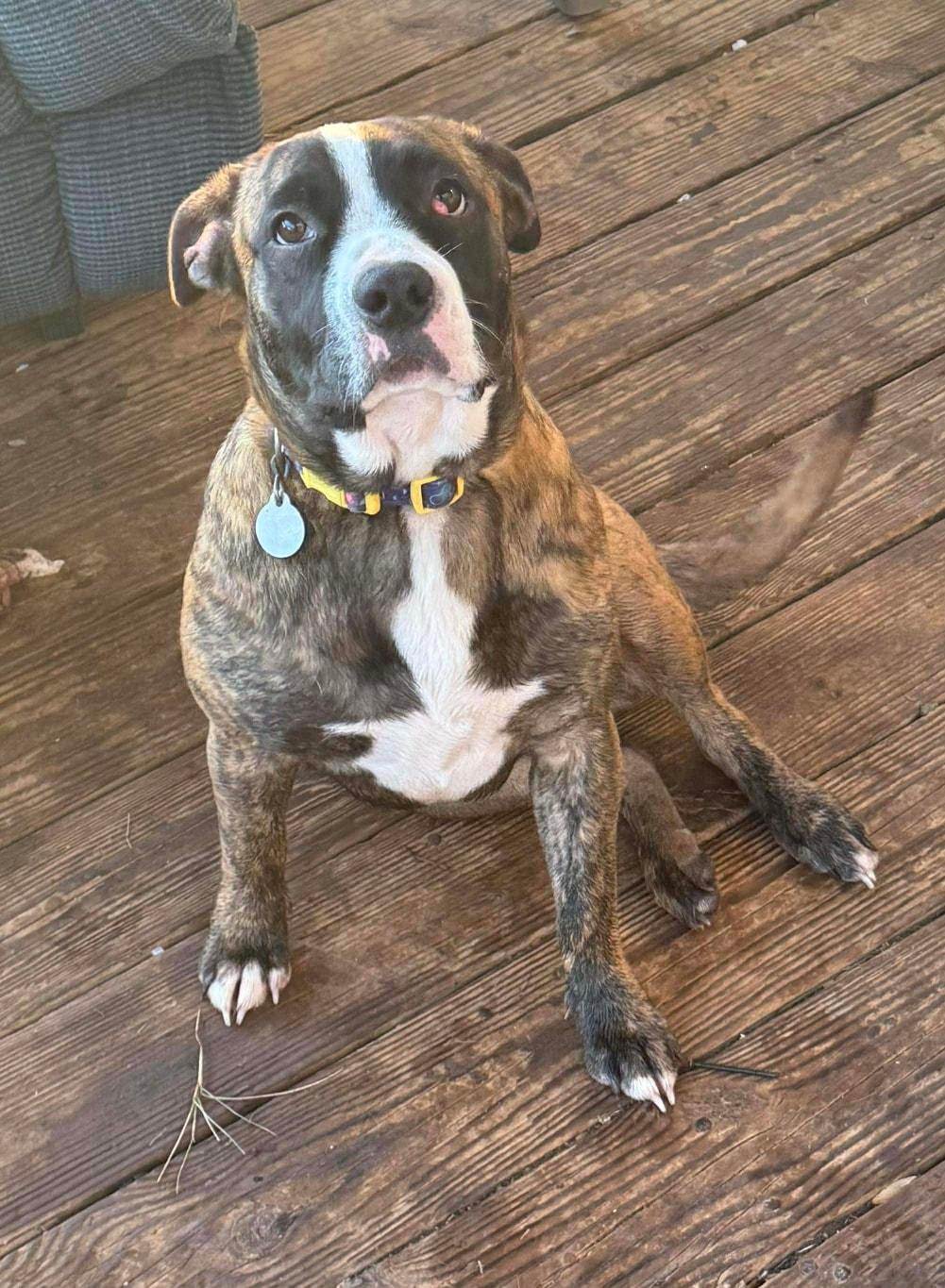 Enlarge Marlee , a ADOPTABLE mixed breed in Mount Airy, NC image 1/1