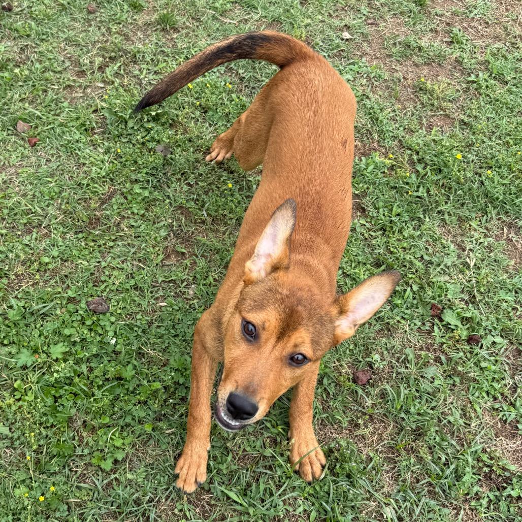 Rusty, a Adoptable Shepherd in Jacksonville, AR image 1/6
