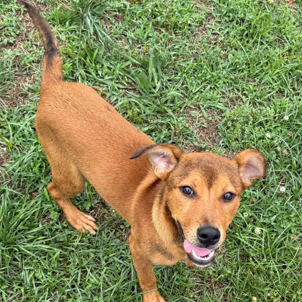 Rusty, a Adoptable Shepherd in Jacksonville, AR image 2/6