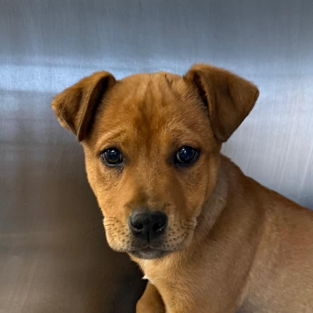 Rusty, Adoptable, Young Male Shepherd.