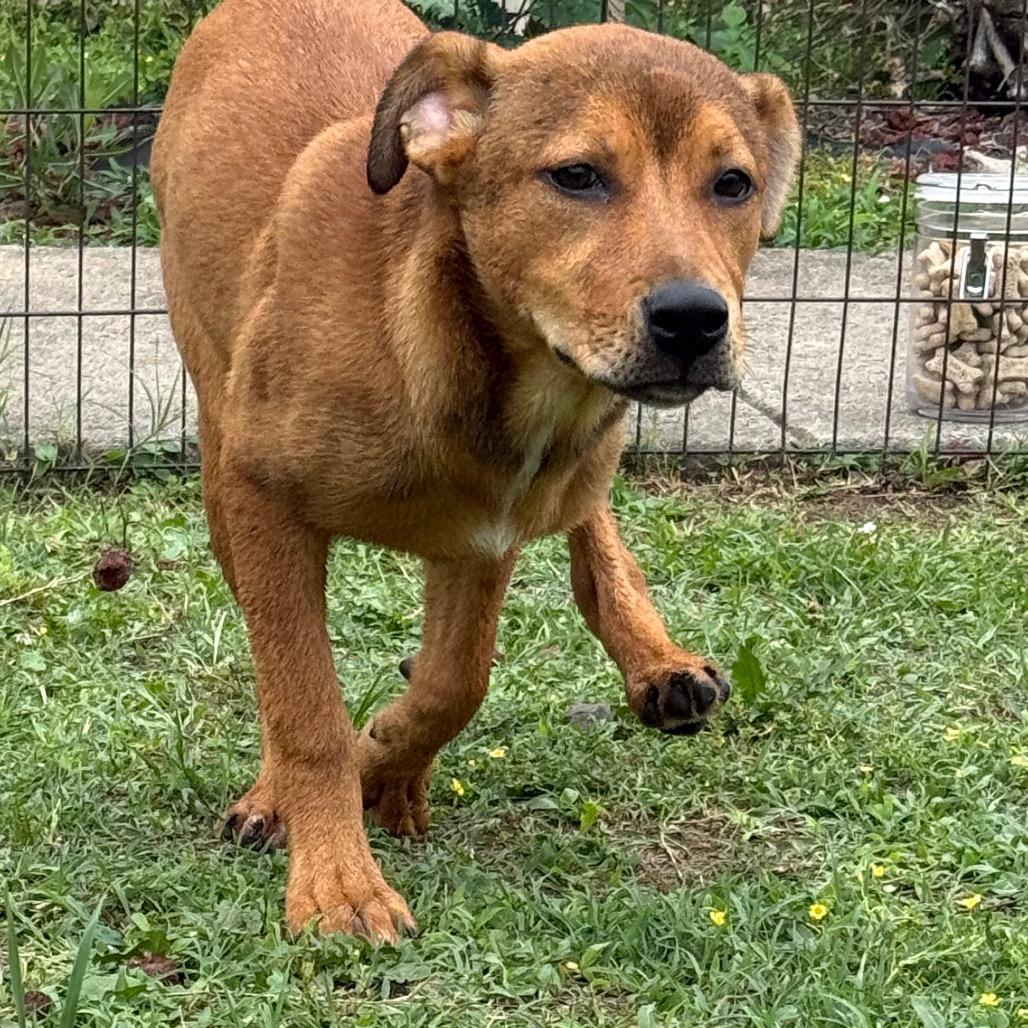 Rusty, a Adoptable Shepherd in Jacksonville, AR image 4/6