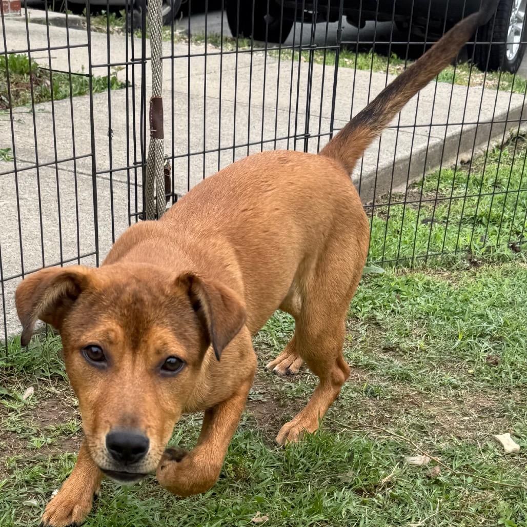 Rusty, a Adoptable Shepherd in Jacksonville, AR image 5/6