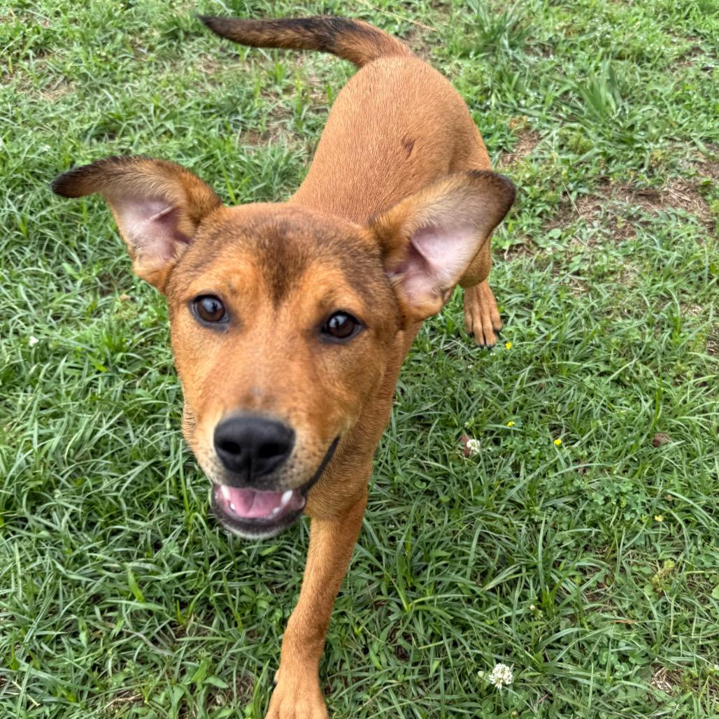 Rusty, a Adoptable Shepherd in Jacksonville, AR image 6/6