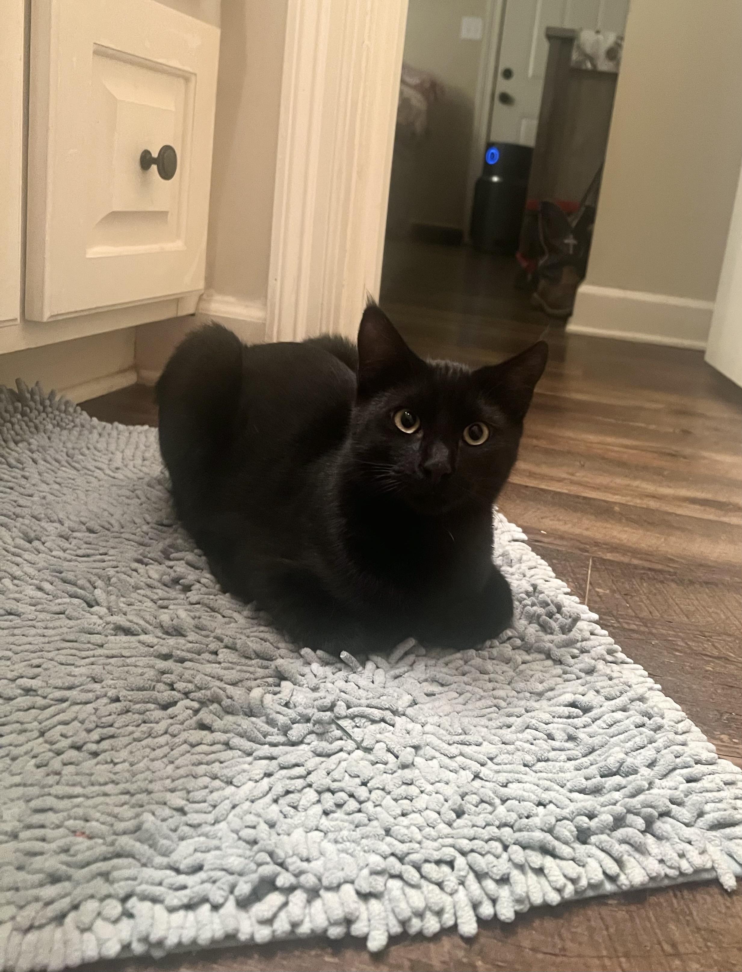 Enlarge Joey Tribbiani , a Adoptable Domestic Short Hair in Carthage, MS image 4/5