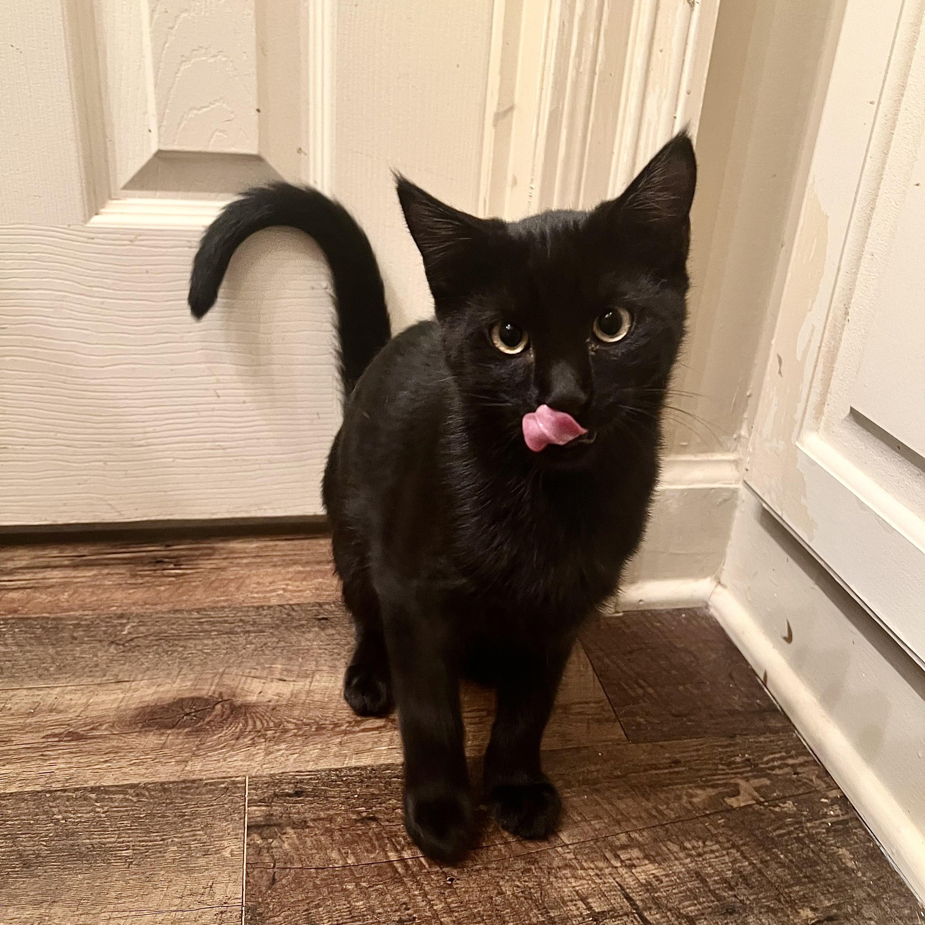 Enlarge Joey Tribbiani , a Adoptable Domestic Short Hair in Carthage, MS image 1/4