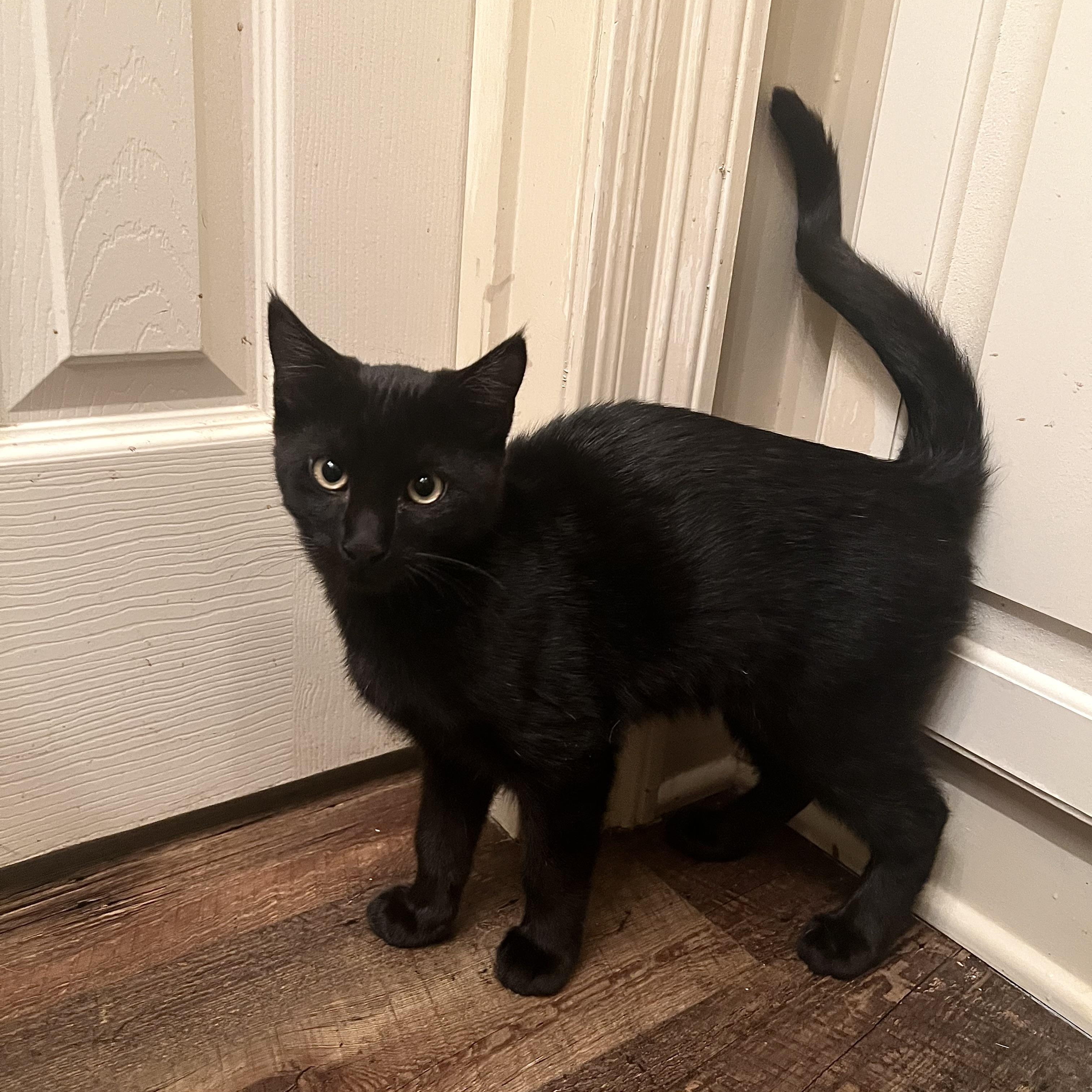 Enlarge Joey Tribbiani , a Adoptable Domestic Short Hair in Carthage, MS image 2/4