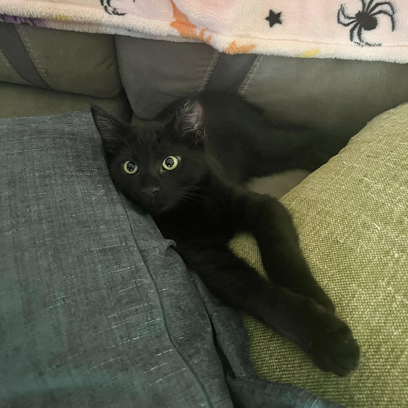 Enlarge Joey Tribbiani , a Adoptable Domestic Short Hair in Carthage, MS image 3/4