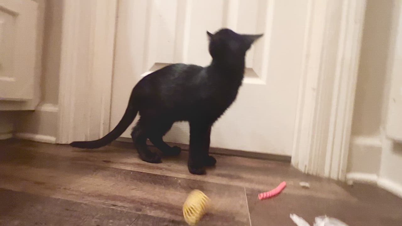 Enlarge Joey Tribbiani , a Adoptable Domestic Short Hair in Carthage, MS video 4/4