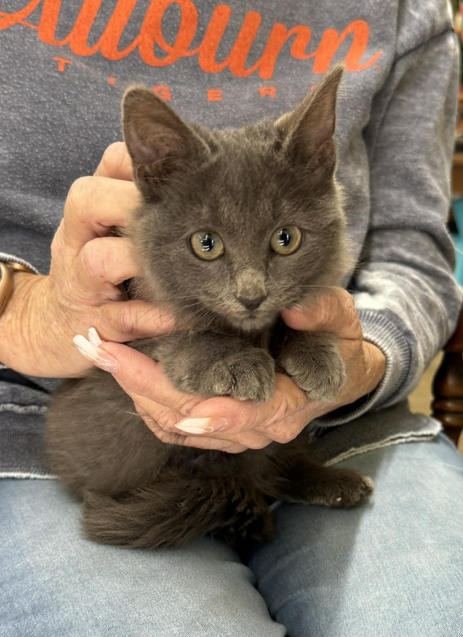 Xavier kitten Blue MH, Adoptable, Kitten Male Russian Blue & Domestic Medium Hair.
