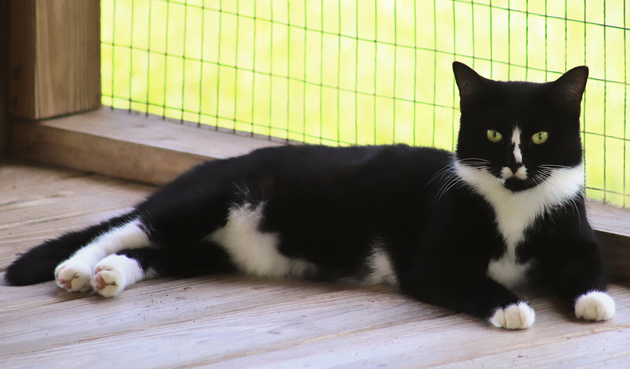 Enlarge Alma , a Adoptable Domestic Short Hair in North Fort Myers, FL image 1/4