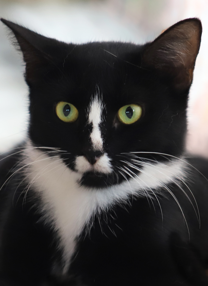 Enlarge Alma , a Adoptable Domestic Short Hair in North Fort Myers, FL image 4/4