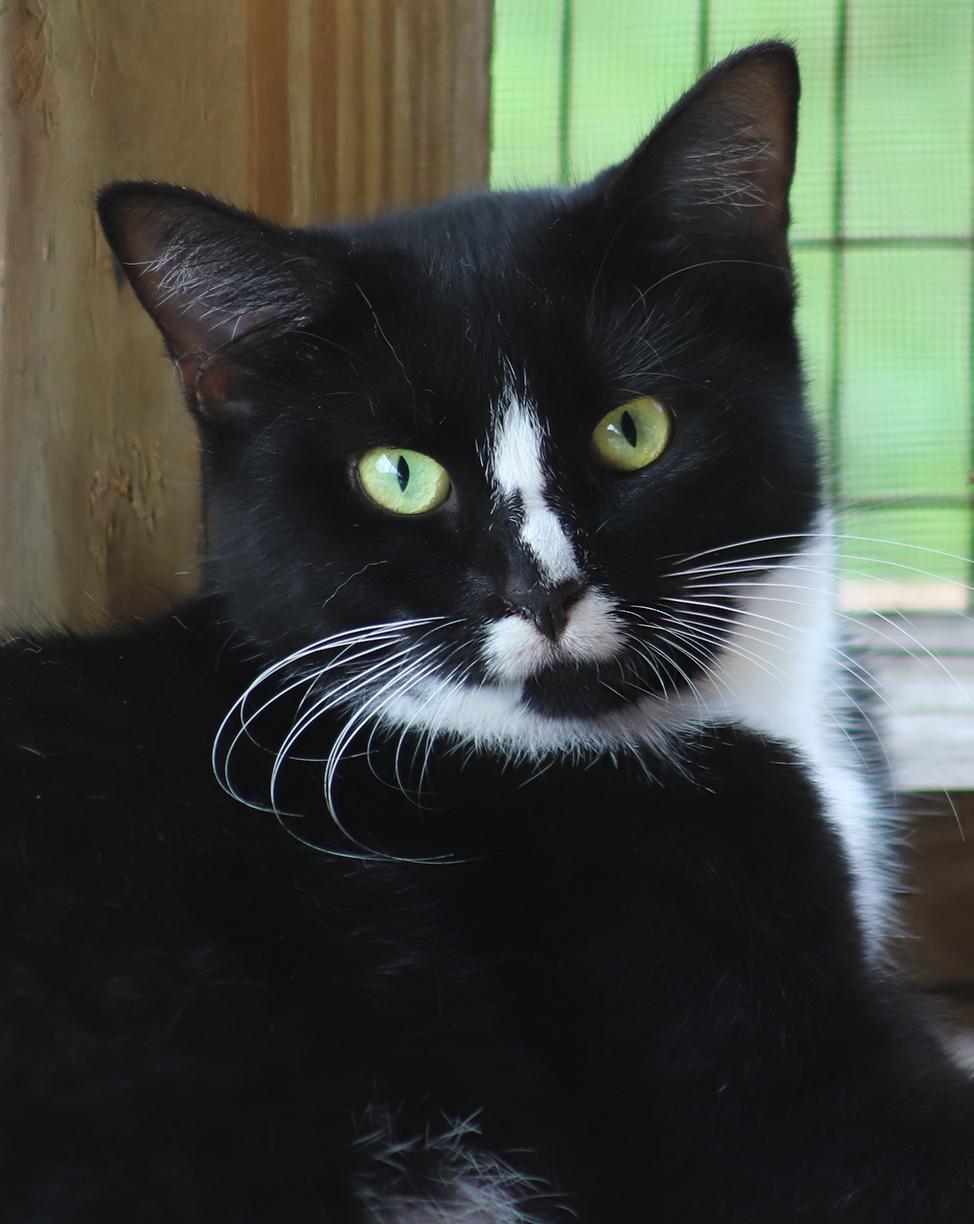 Enlarge Alma , a Adoptable Domestic Short Hair in North Fort Myers, FL image 3/4