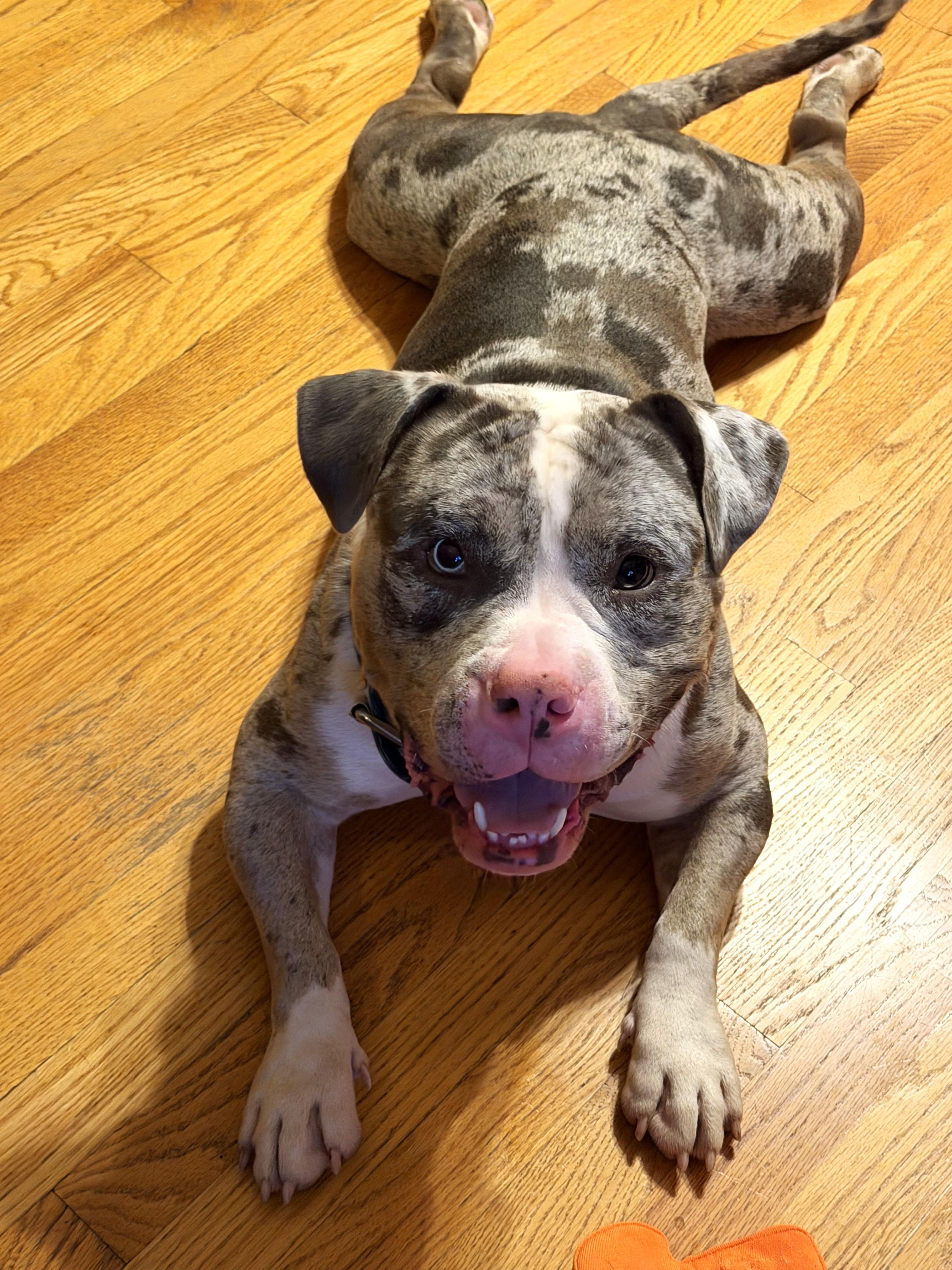 Enlarge Smokey, an adopted mixed breed in Palatine, IL image 5/6