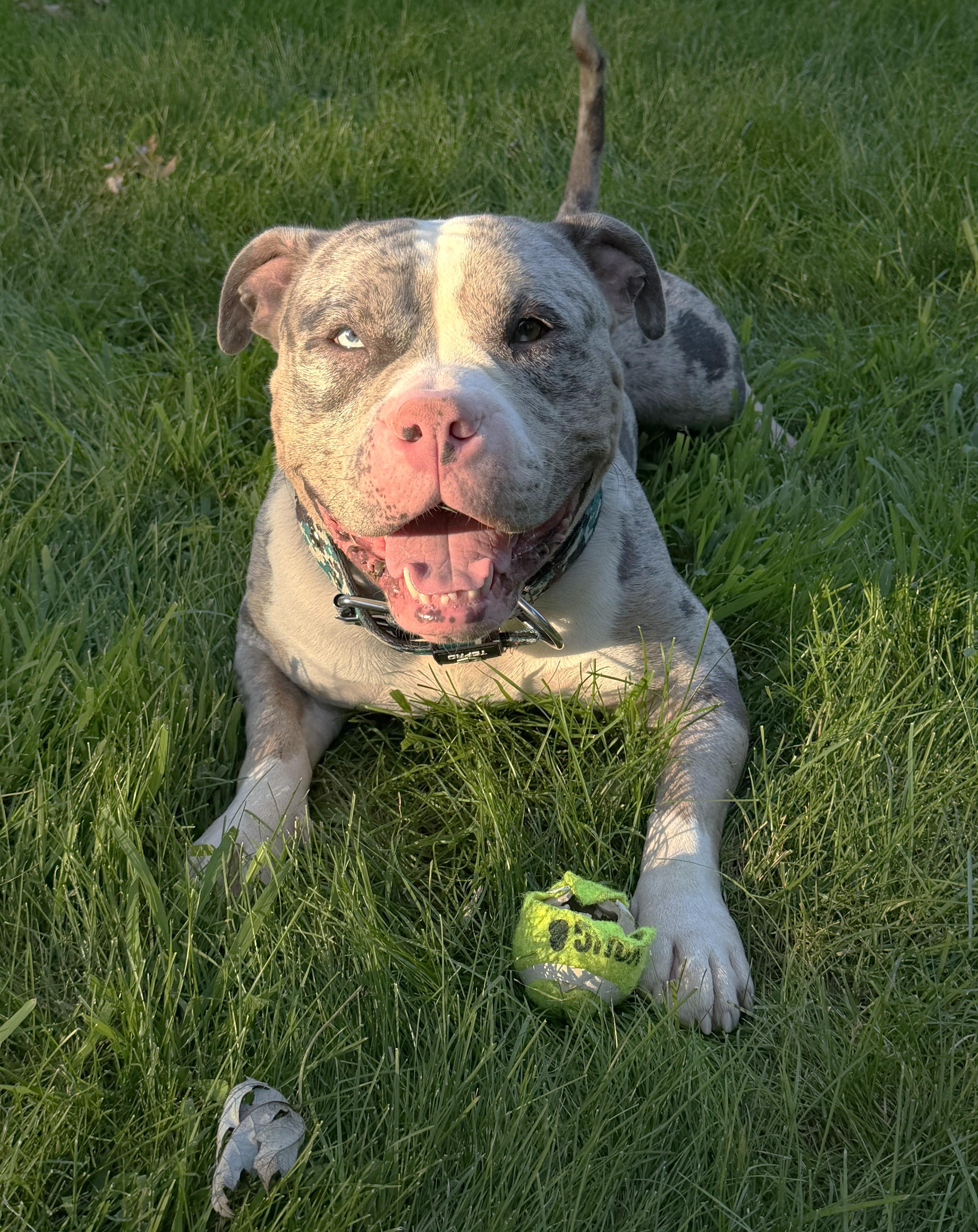 Enlarge Smokey, an adopted mixed breed in Palatine, IL image 4/6