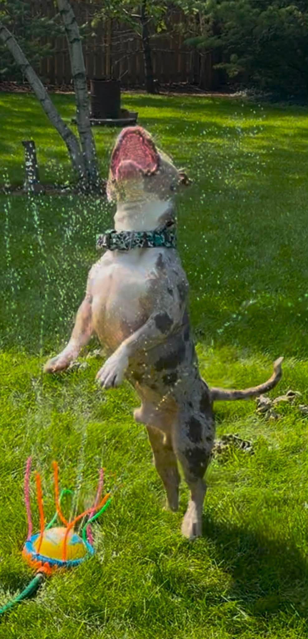 Enlarge Smokey, an adopted mixed breed in Palatine, IL image 6/6