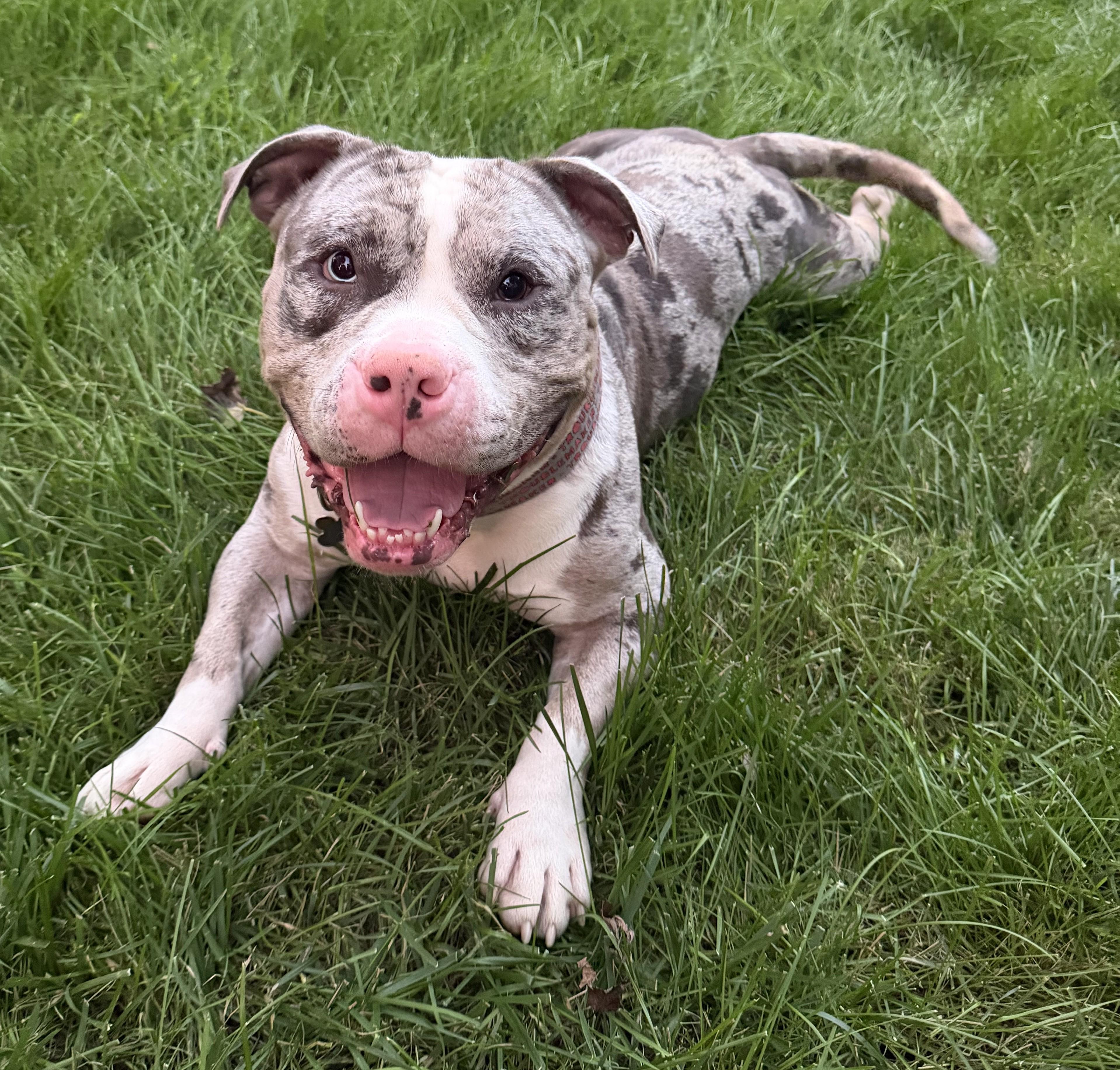 Enlarge Smokey, an adopted mixed breed in Palatine, IL image 1/6
