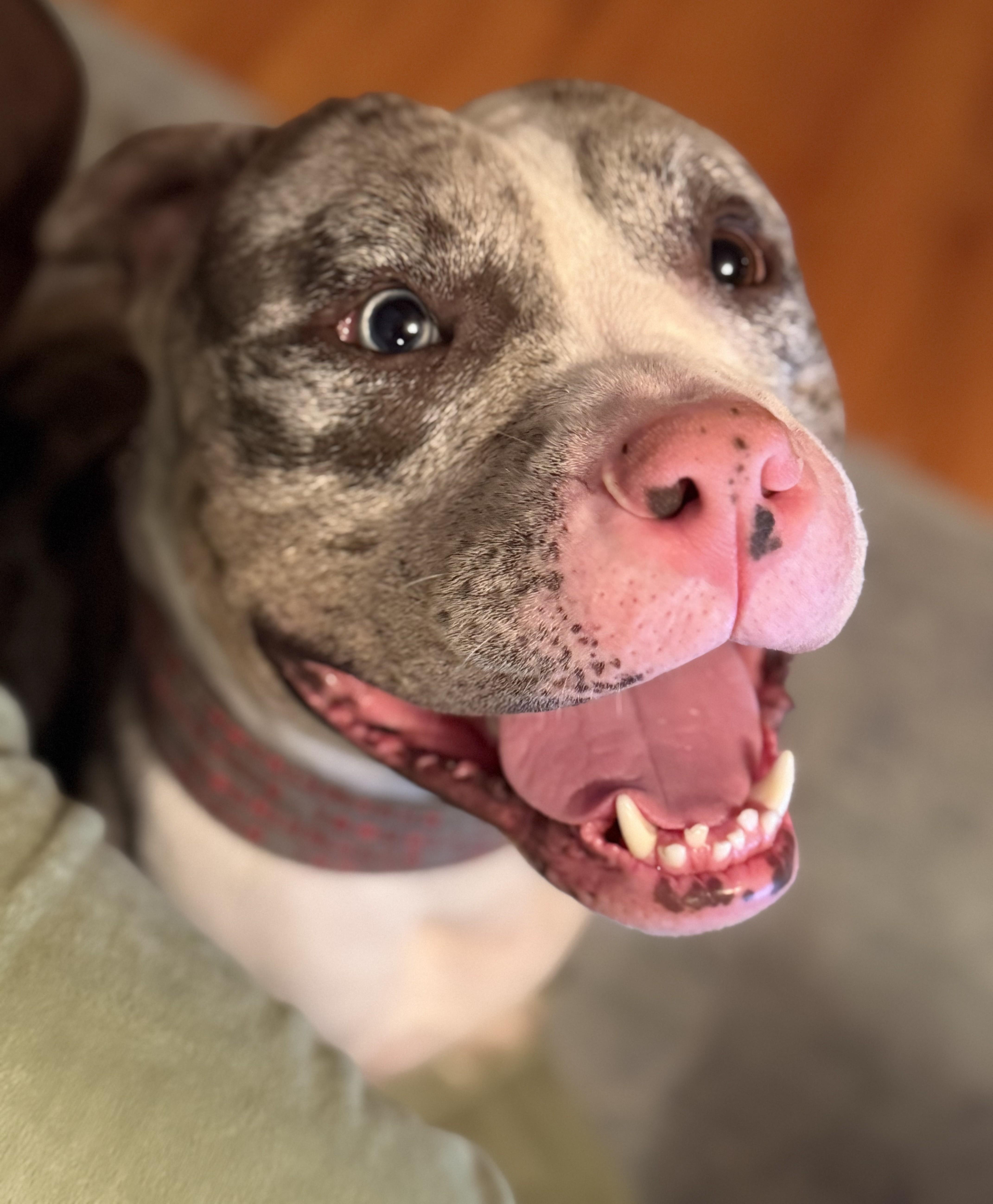 Enlarge Smokey, an adopted mixed breed in Palatine, IL image 3/6