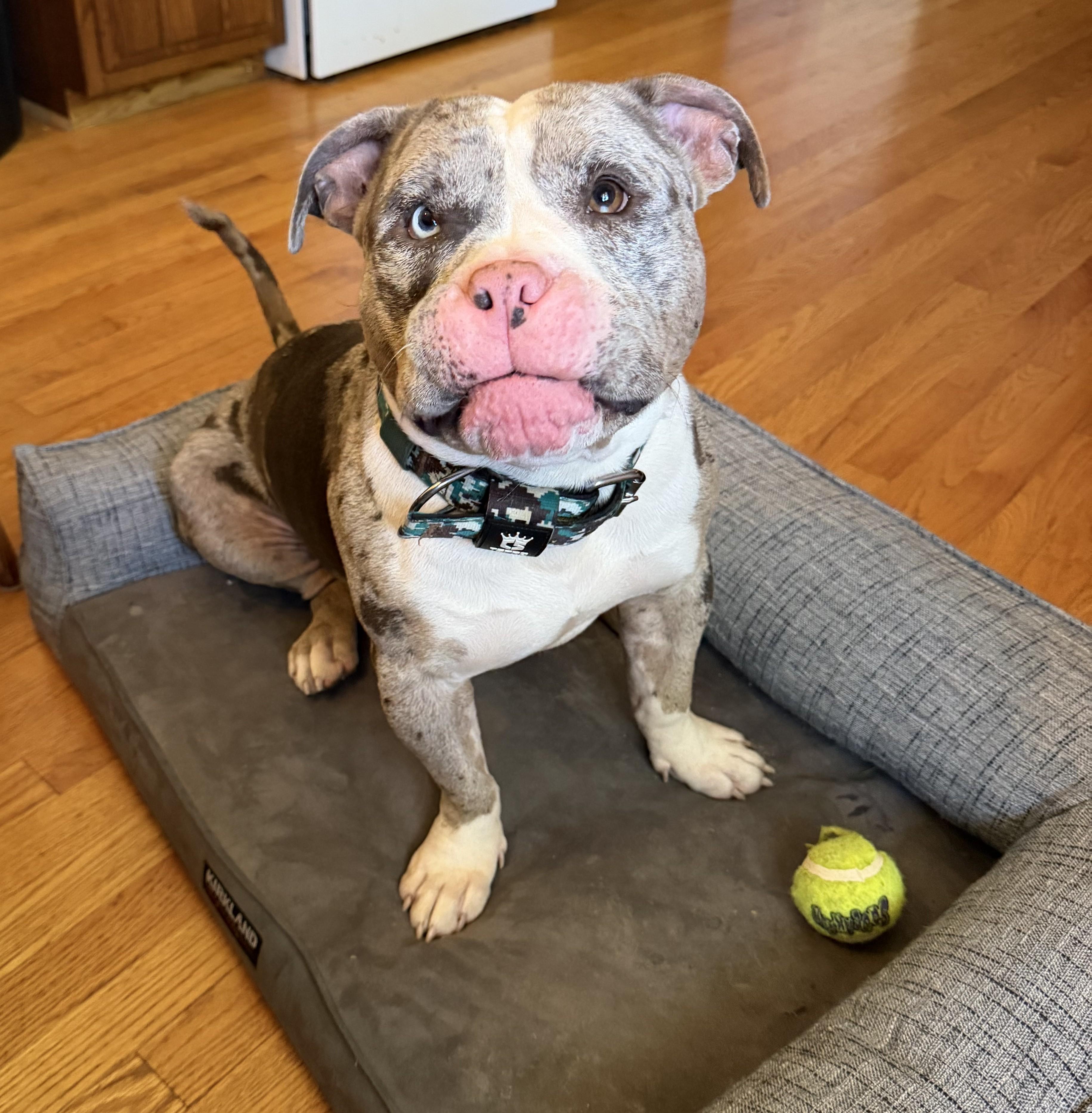 Enlarge Smokey, an adopted mixed breed in Palatine, IL image 2/6