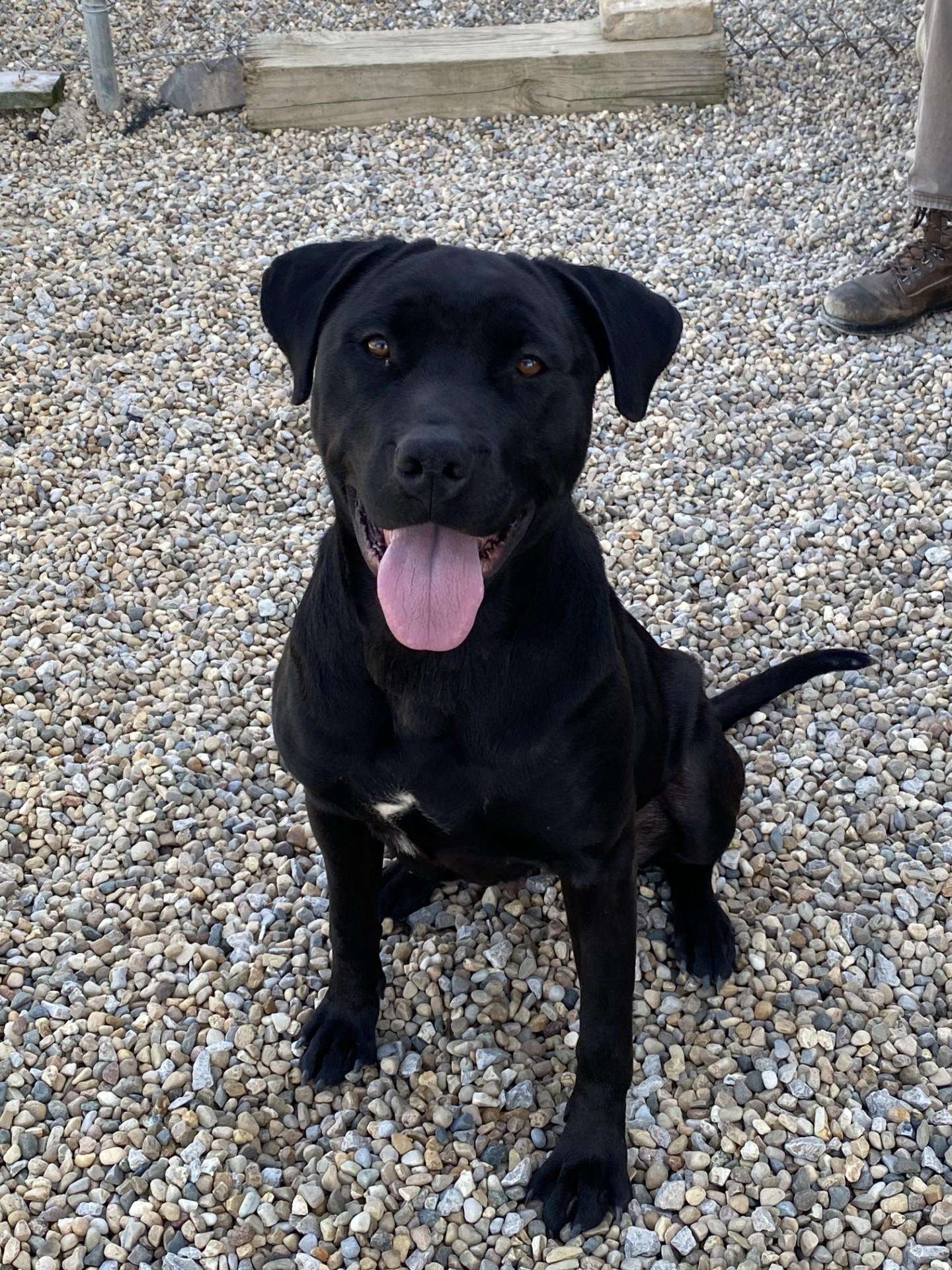 Barnacle, ADOPTABLE, Adult Female Black Labrador Retriever.