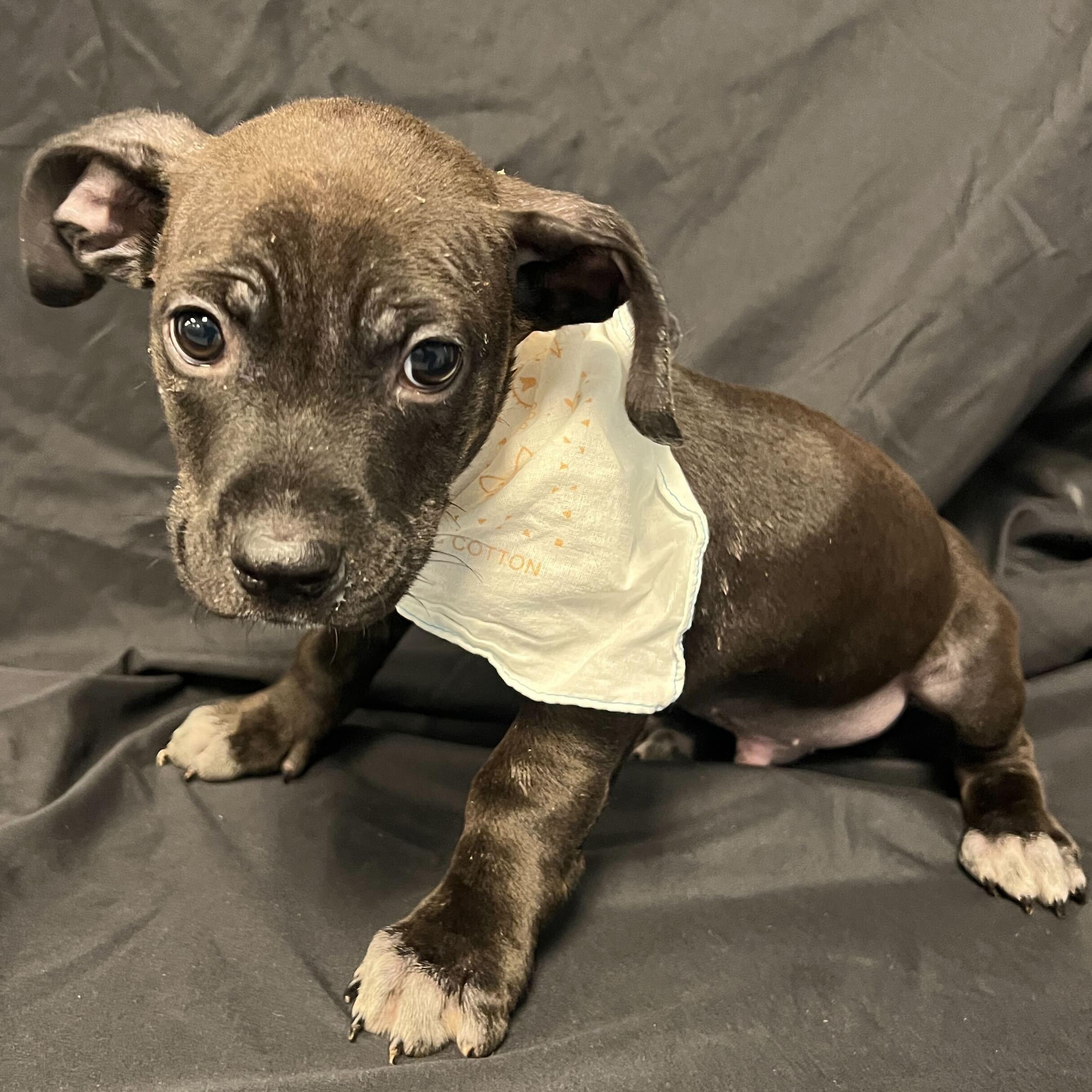 Patrick, a ADOPTABLE Mixed Breed in Canal Winchester, OH image 3/4