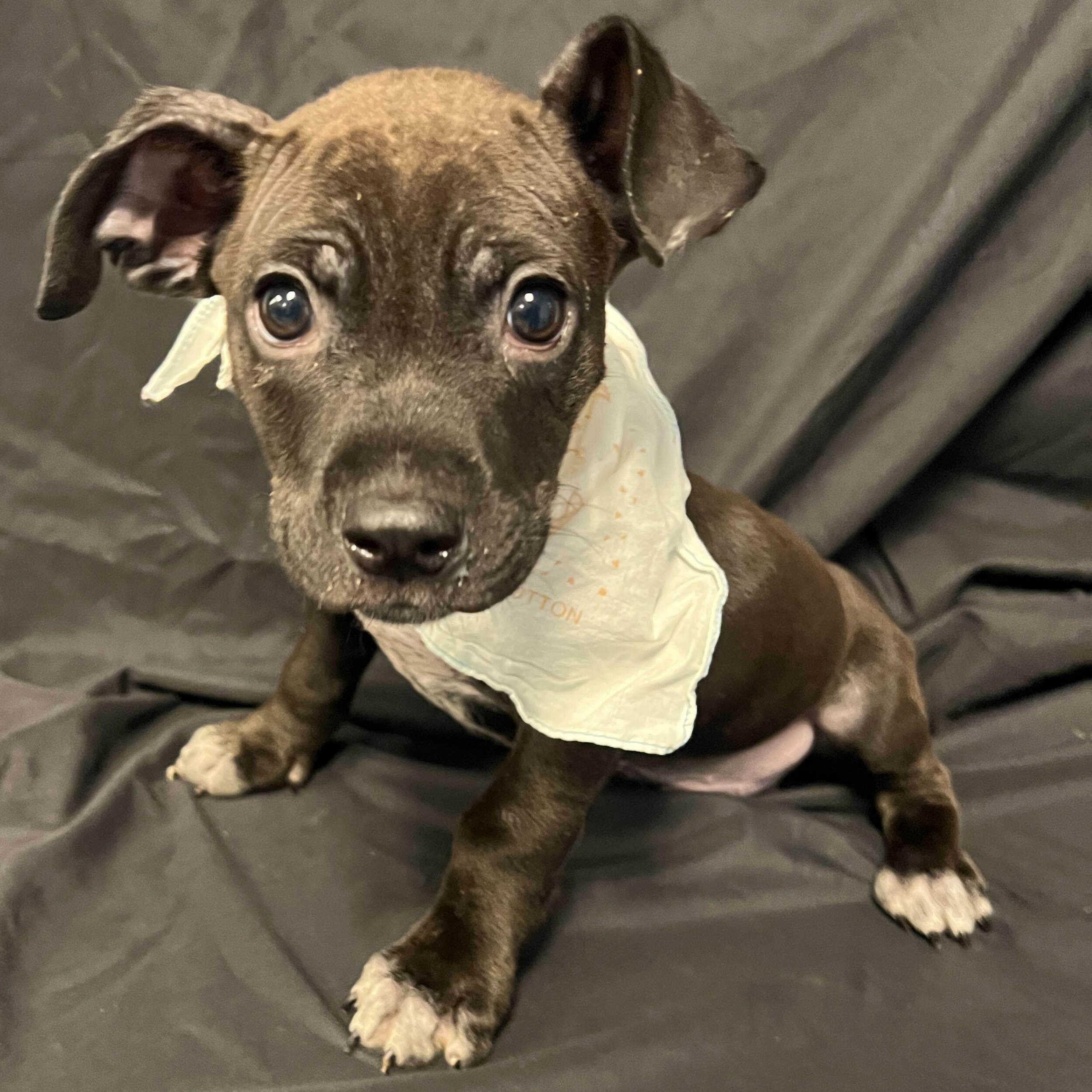 Patrick, a ADOPTABLE Mixed Breed in Canal Winchester, OH image 2/4