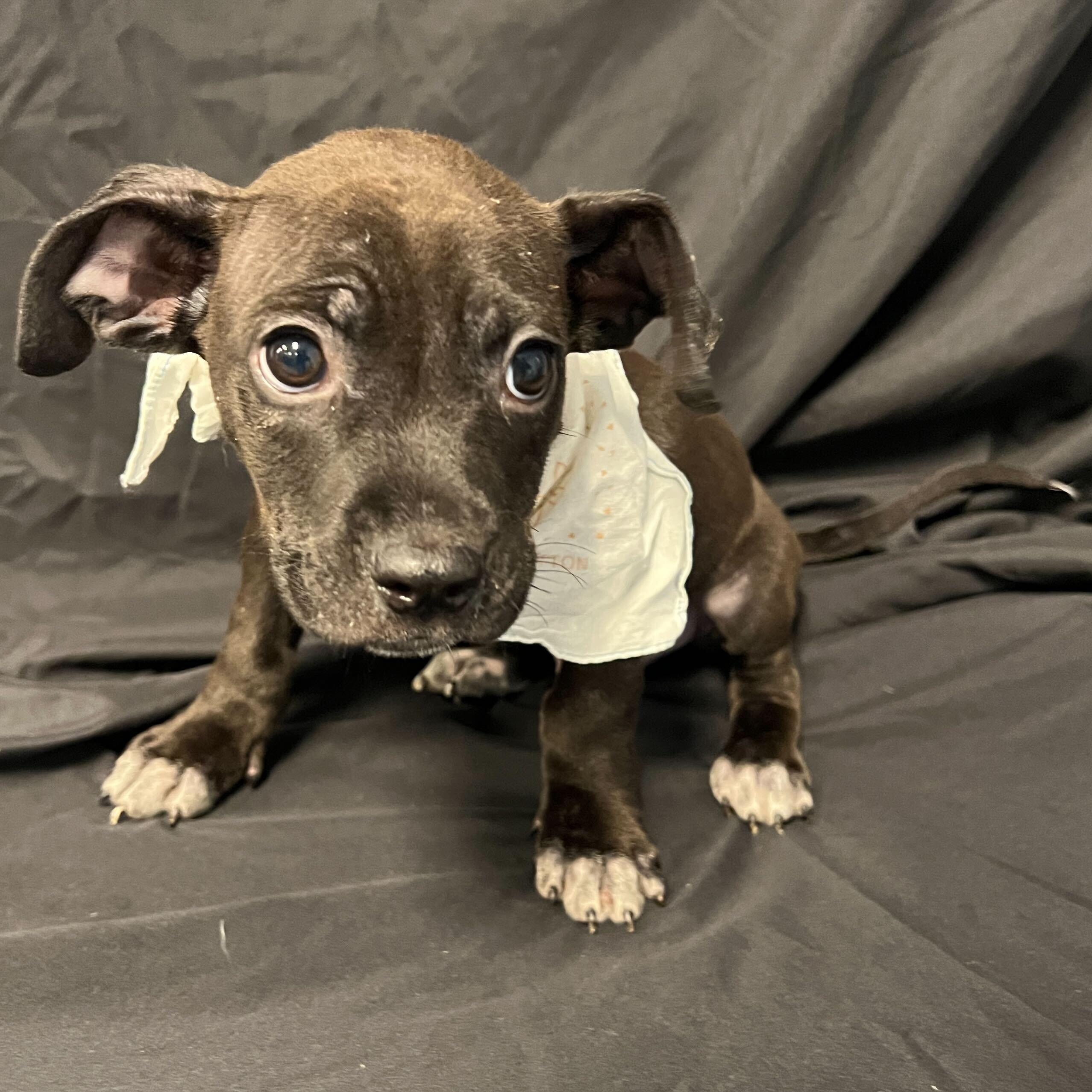 Patrick, a ADOPTABLE Mixed Breed in Canal Winchester, OH image 4/4