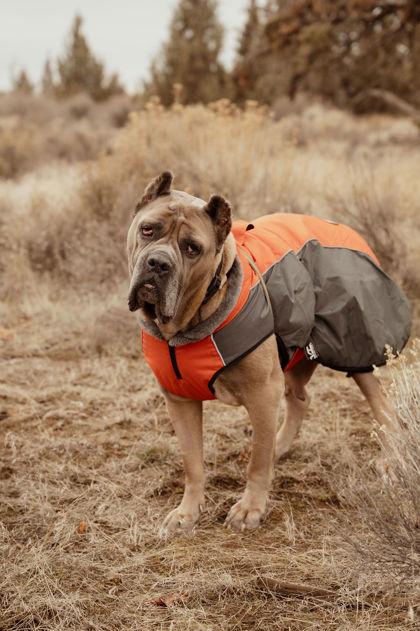 Enlarge Mama Eva , a ADOPTABLE Cane Corso in Redmond, OR image 1/1