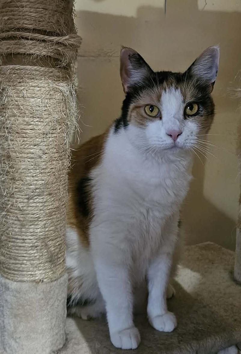 Enlarge Molly Quesadilla, a Adopted mixed breed in Myrtle Beach, SC image 2/3