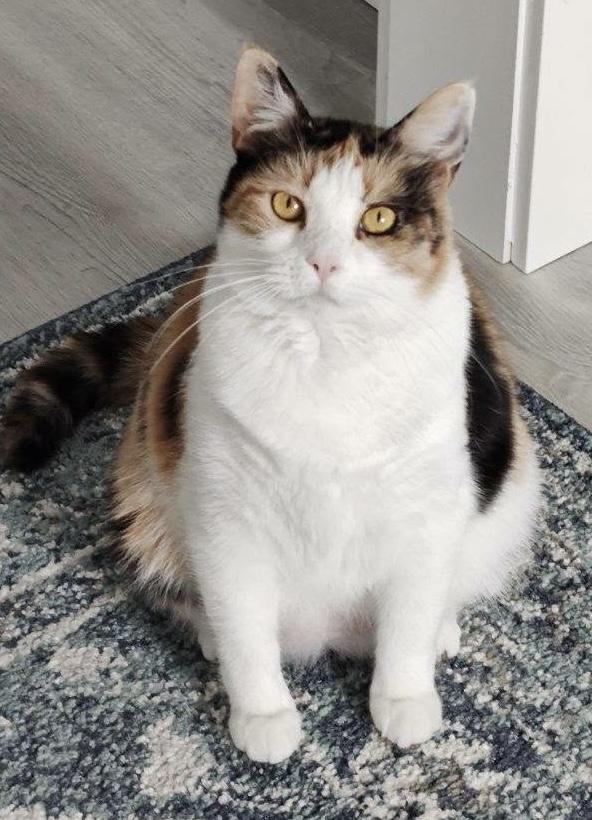 Molly Quesadilla, Adopted, Young Female Calico & Domestic Short Hair.