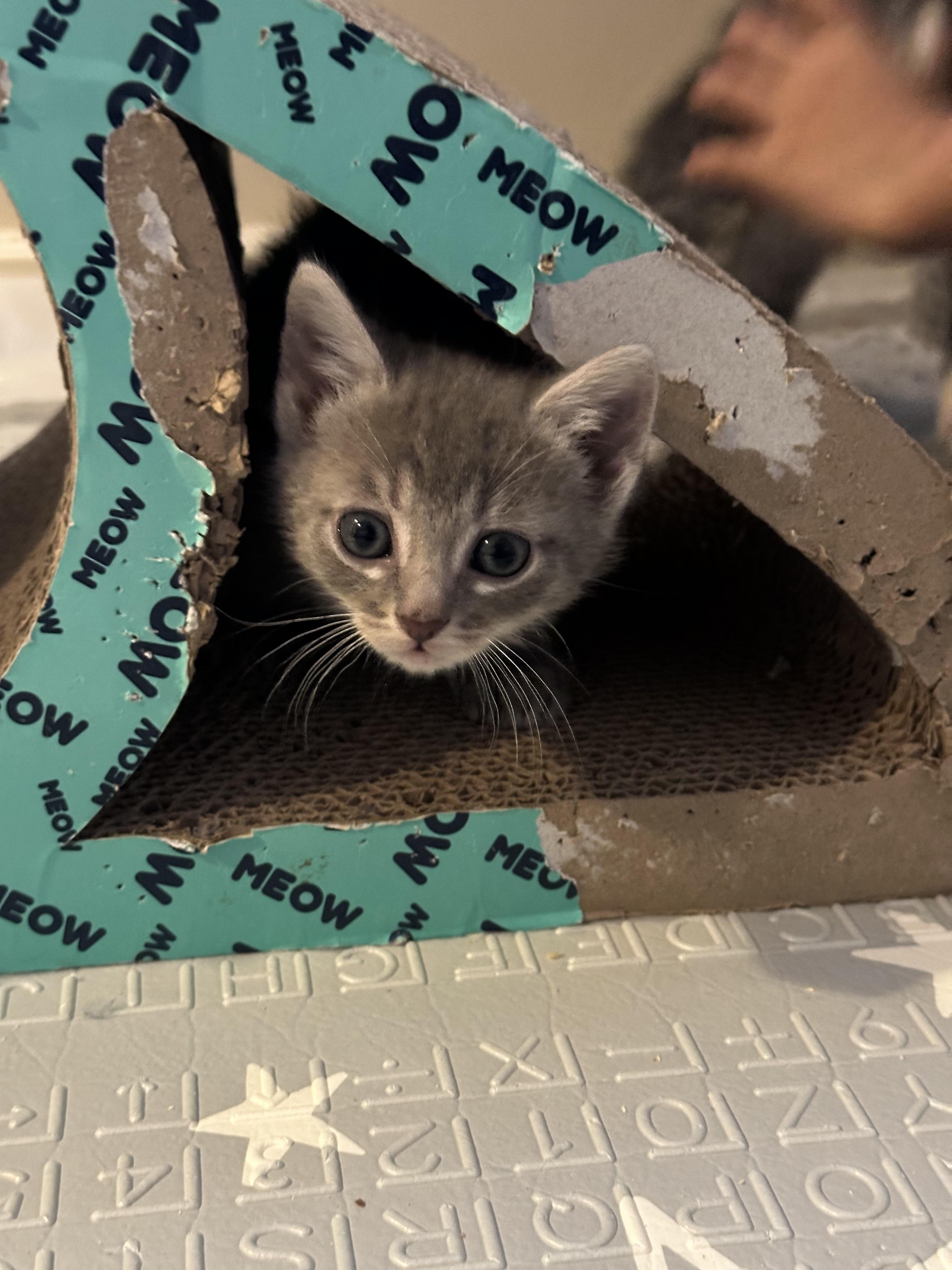 Nami, Adoptable, Kitten Female Domestic Short Hair.