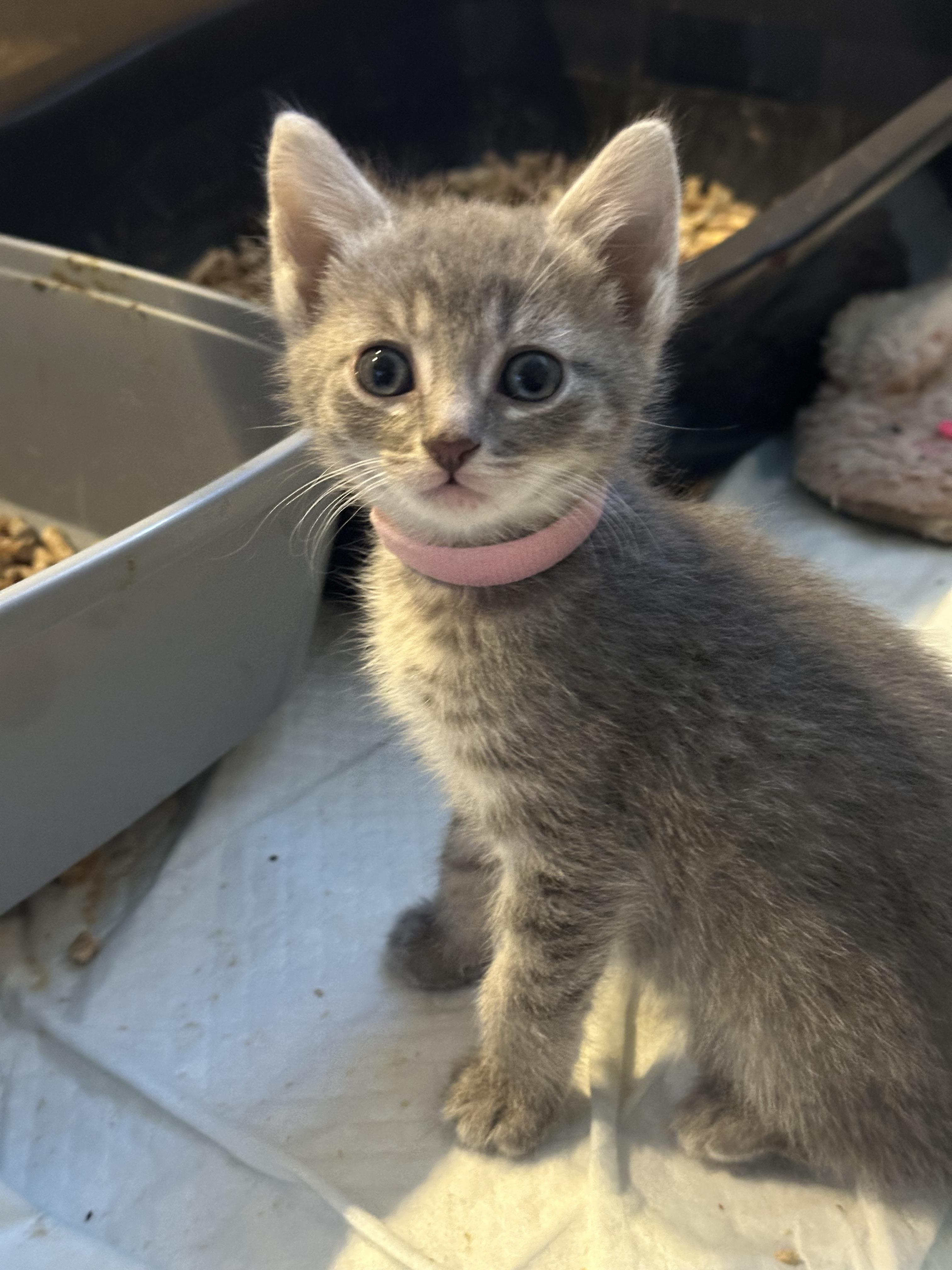 Enlarge Nami, a Adoptable Domestic Short Hair in Fruit Heights, UT image 2/6