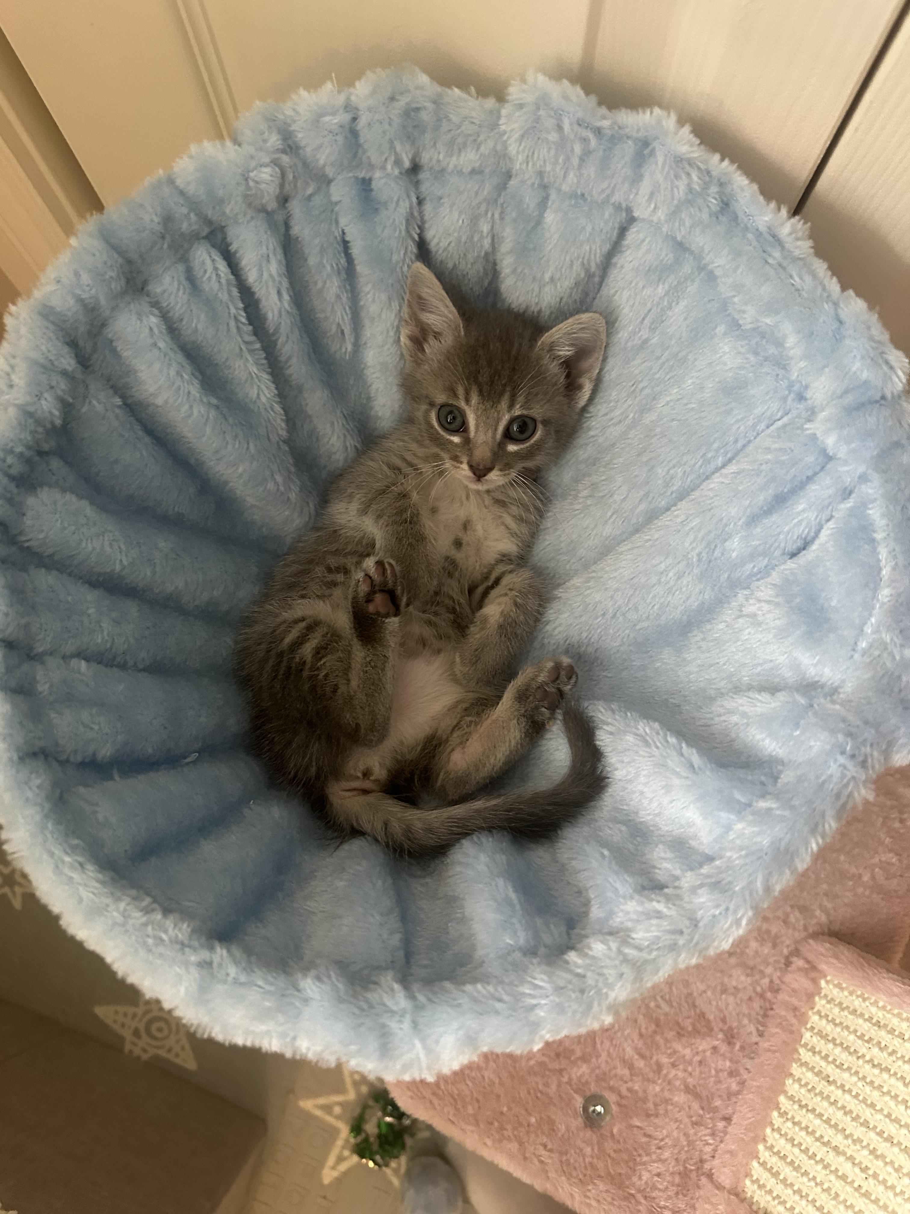 Enlarge Nami, a Adoptable Domestic Short Hair in Fruit Heights, UT image 3/6