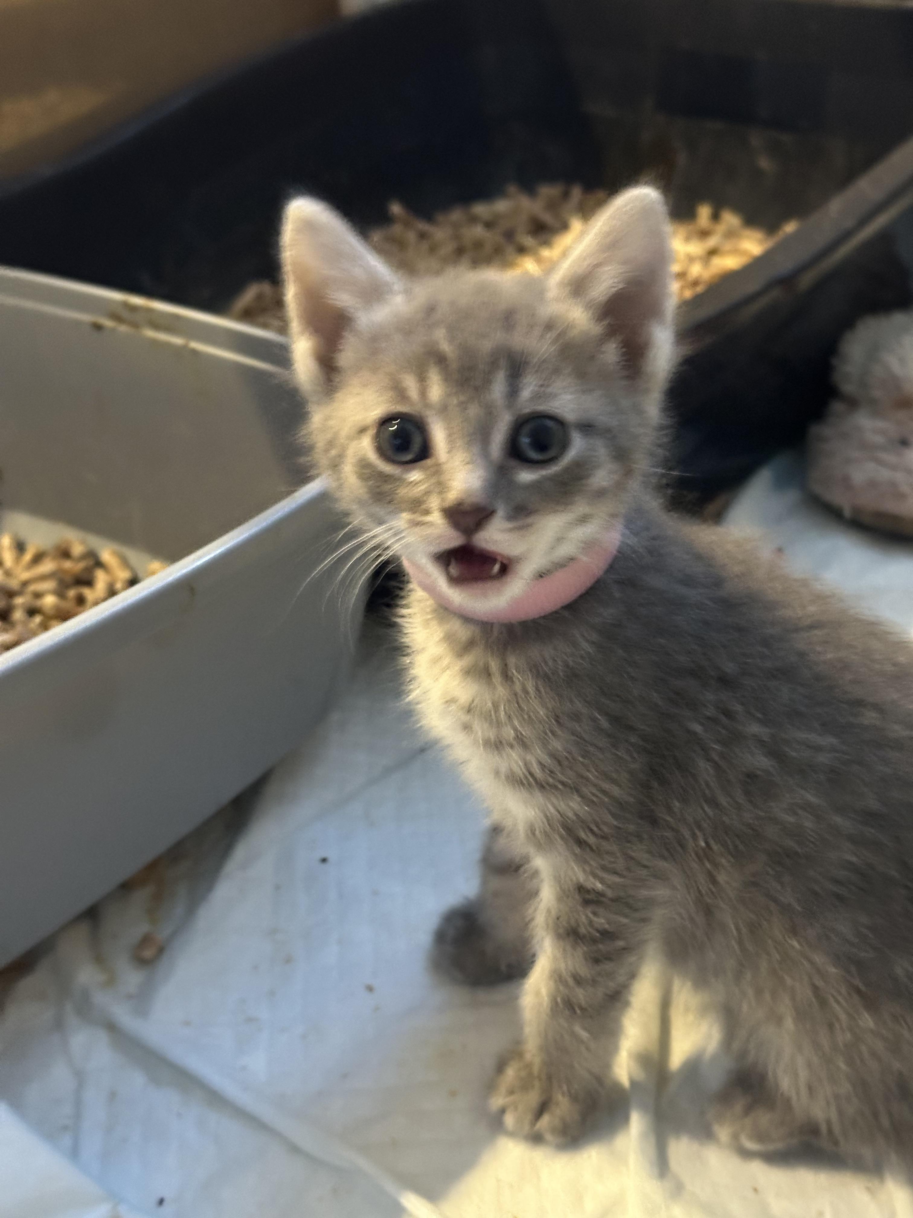 Enlarge Nami, a Adoptable Domestic Short Hair in Fruit Heights, UT image 4/6