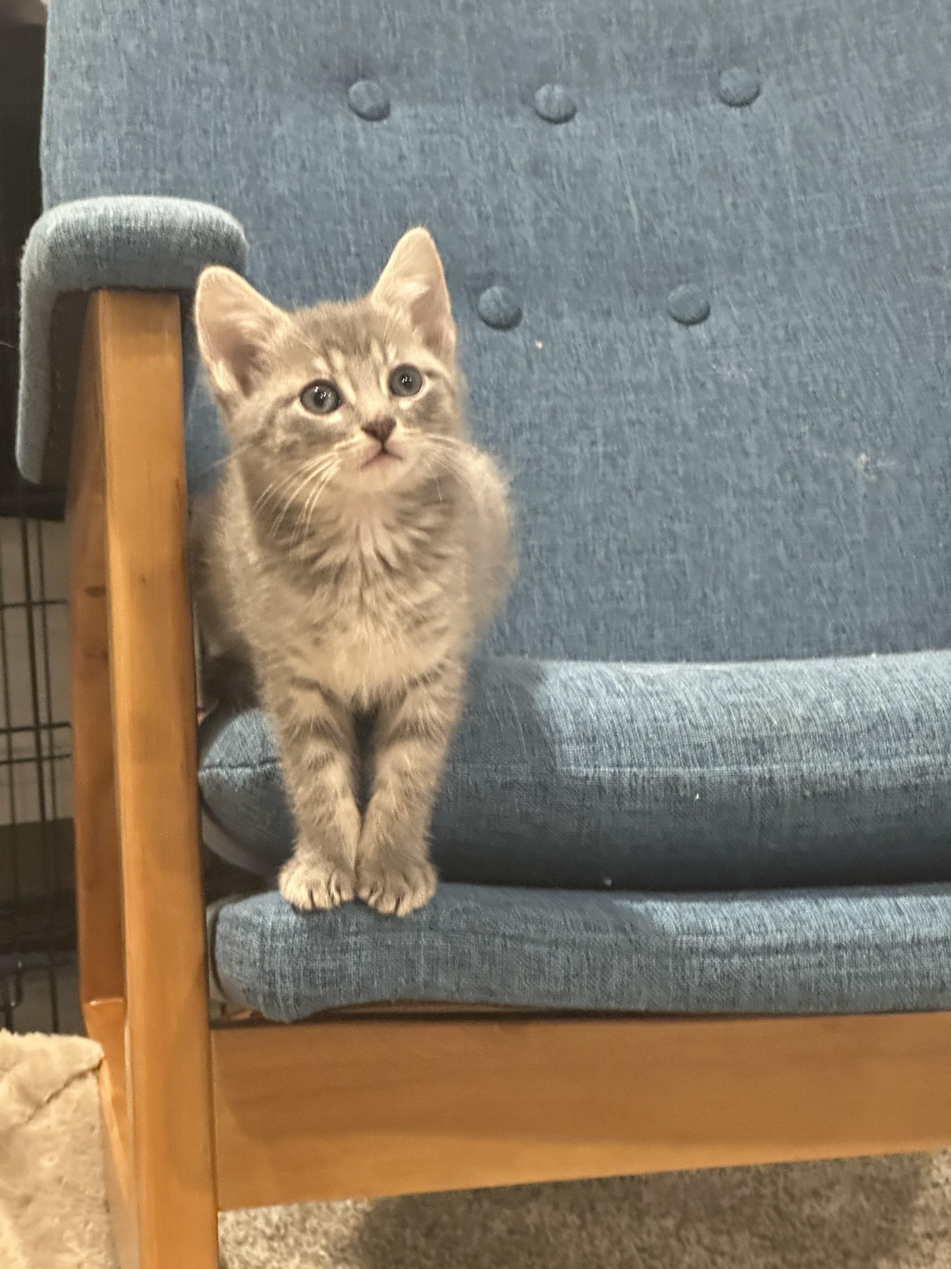 Enlarge Nami, a Adoptable Domestic Short Hair in Fruit Heights, UT image 5/6