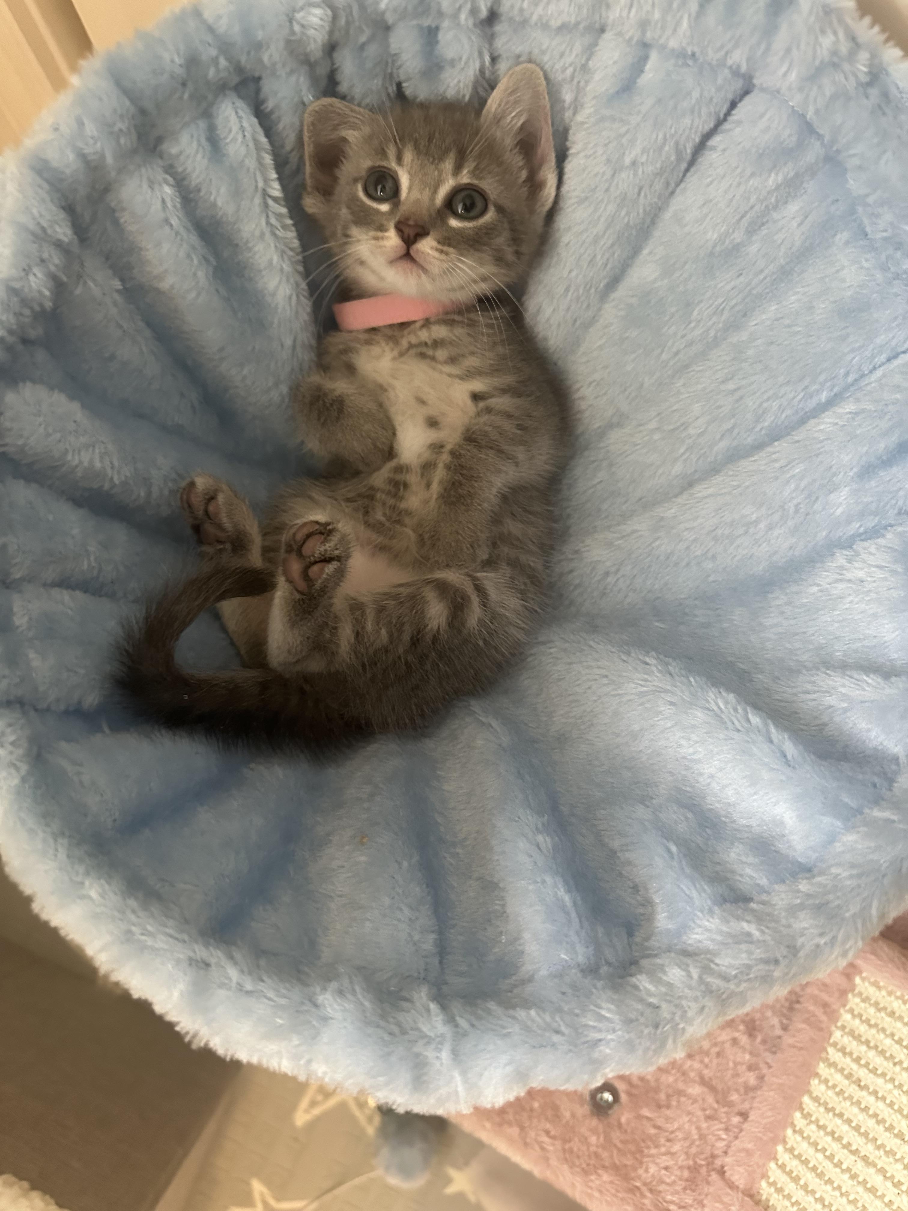 Enlarge Nami, a Adoptable Domestic Short Hair in Fruit Heights, UT image 6/6