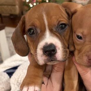 Cupid, ADOPTABLE, Puppy Male Beagle.