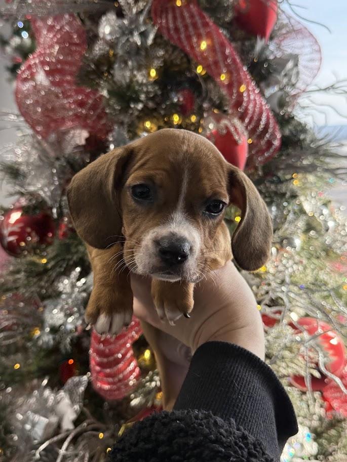 Enlarge Cupid, a ADOPTABLE mixed breed in Shermans Dale, PA image 2/4