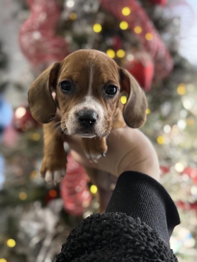 Enlarge Cupid, a ADOPTABLE mixed breed in Shermans Dale, PA image 3/4