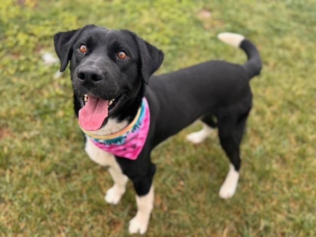 Enlarge SKUNK, a Adoptable mixed breed in Fairfield, CA image 1/1