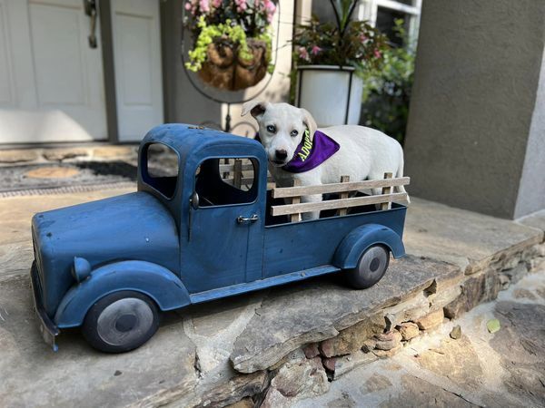 Katie, a Adopted mixed breed in Cullman, AL image 1/4