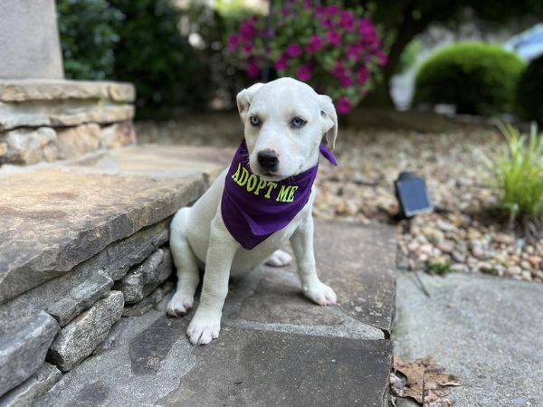Katie, a Adopted mixed breed in Cullman, AL image 2/4