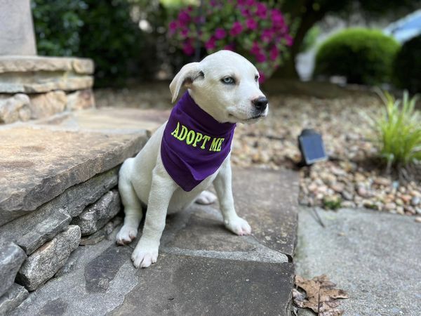 Katie, a Adopted mixed breed in Cullman, AL image 3/4