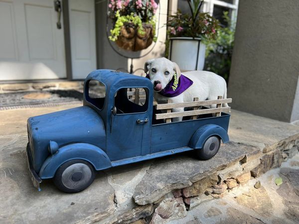 Katie, a Adopted mixed breed in Cullman, AL image 4/4